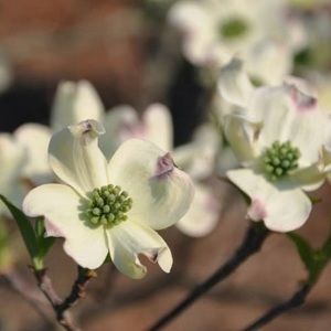 Meet your Posher, Maria c.